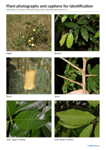 Plant photographs and captions for identification