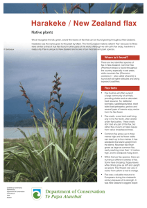 Harakeke / New Zealand flax - Department of Conservation