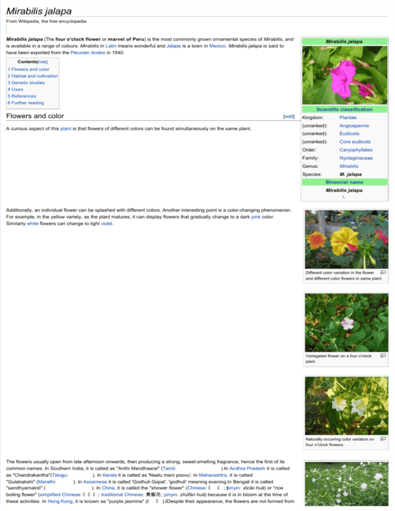 Mirabilis jalapa - Wikipedia