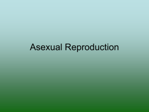 05. Asexual Reproduction