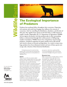 The Ecological Importance Wildlife of Predators