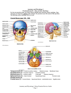 Anatomy and Physiology I: Bone Practical Review Guide Page 1