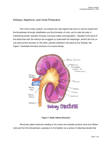 Kidney Nephron and Urine Production