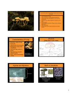 Characteristics of Fungi Hyphae and Mycelium Multi vs Unicellular