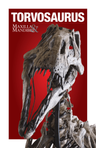 torvosaurus - Maxilla & Mandible, Ltd.