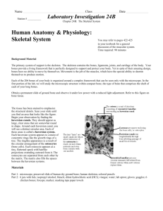 Human Anatomy & Physiology: Skeletal System