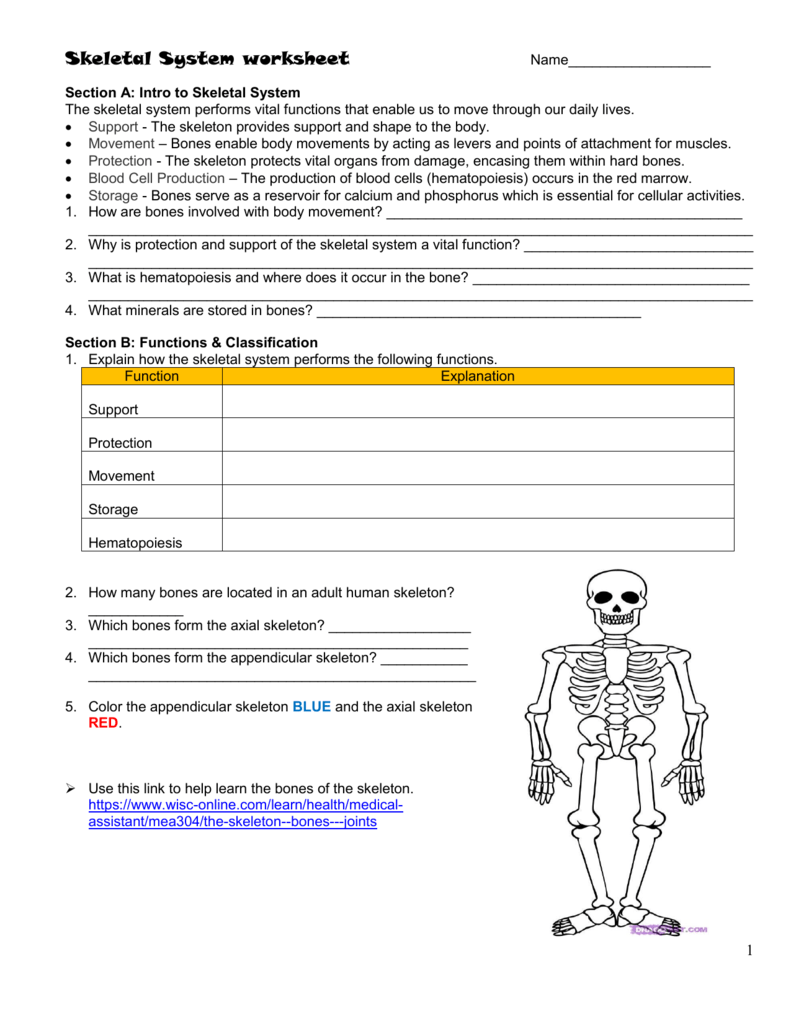 Skeletal System worksheet Throughout The Skeletal System Worksheet