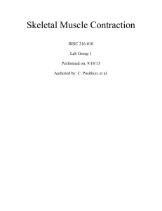 Skeletal Muslce Contraction