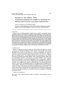 mitosis in the fission yeast schizosaccharomyces pombe as