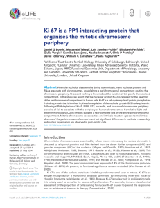 Ki-67 is a PP1-interacting protein that organises the mitotic