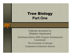 Urban Tree Biology