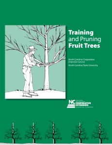 Training and Pruning Fruit Trees - North Carolina State University
