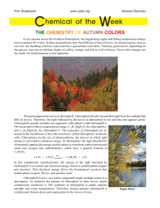 Chemistry of Fall Colors