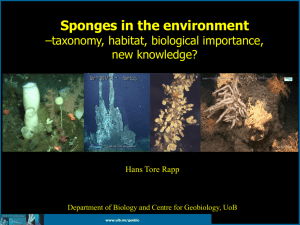 Sponges in the environment