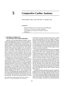 5 Comparative Cardiac Anatomy