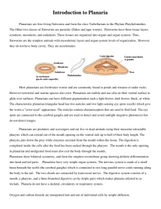 Introduction to Planaria(1)