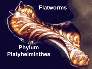 Flatworms - MrYorke.org