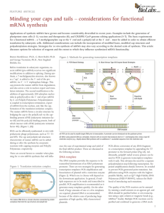 PDF - New England Biolabs GmbH