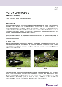 Mango Leafhoppers - Northern Territory Government