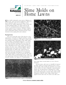 Slime Molds on Home Lawns - Alabama Cooperative Extension