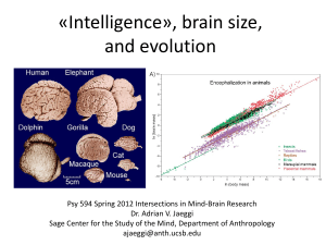 Intelligence, Brain Size, and Evolution