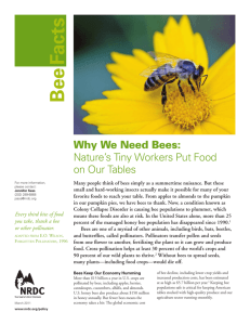 Why We Need Bees - Natural Resources Defense Council