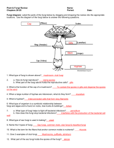 fungi & plant review2 answers