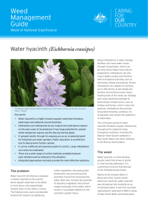 Water hyacinth Weed Management Guide