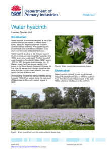 Water hyacinth - Riverina Weeds