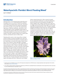 Waterhyacinth: Florida's Worst Floating Weed
