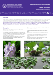 Water Hyacinth fact sheet - naturalresources.sa.gov.au