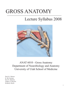gross anatomy - University of Utah