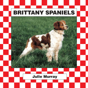 brittany spaniels