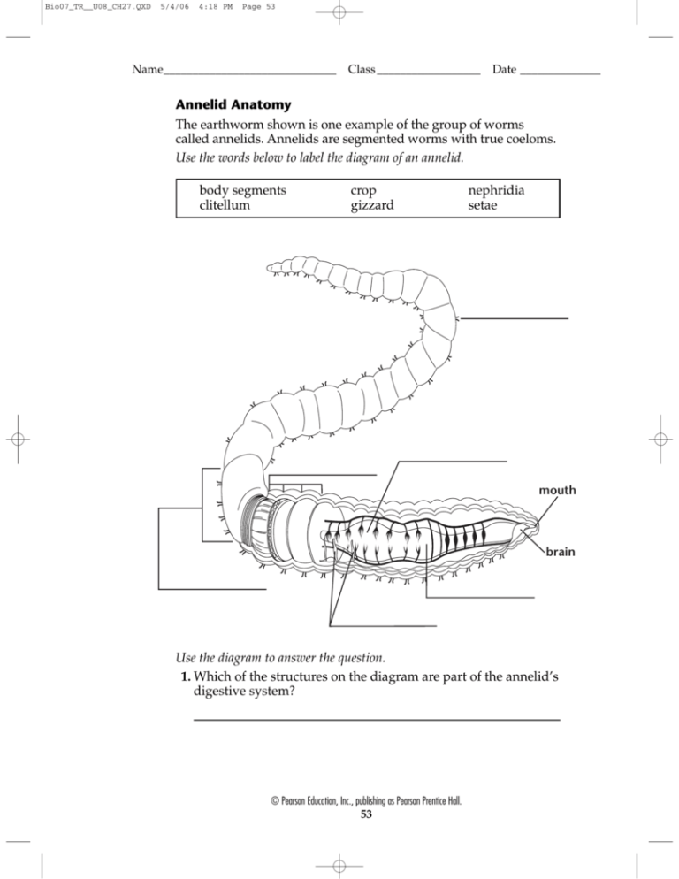 Annelid Anatomy The Earthworm Shown Is One Example Of The Group