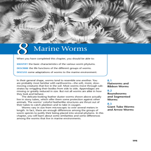 08/Marine Worms