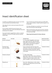 Insect identification sheet