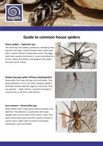 Guide to common house spiders