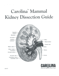 CarolinaM Mammal Kidney Dissection Guide