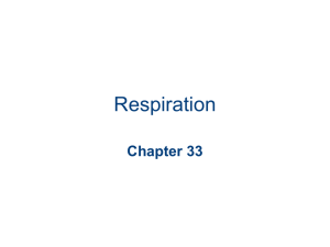 Chapter 33 Respiration