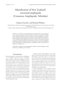 Identification of New Zealand's terrestrial amphipods