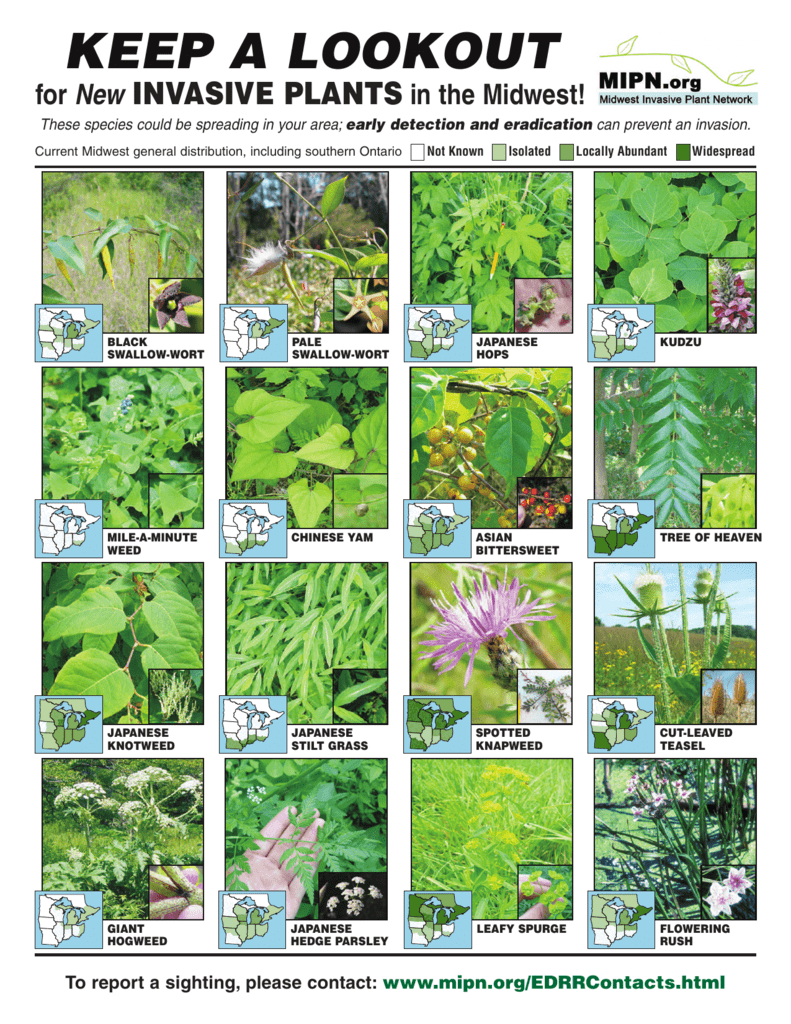 New Invasive Plants In The Midwest