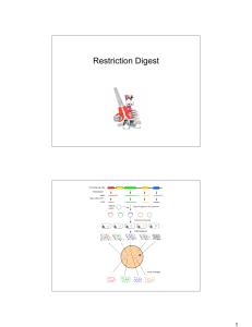 Restriction digest and gel electrophoresis