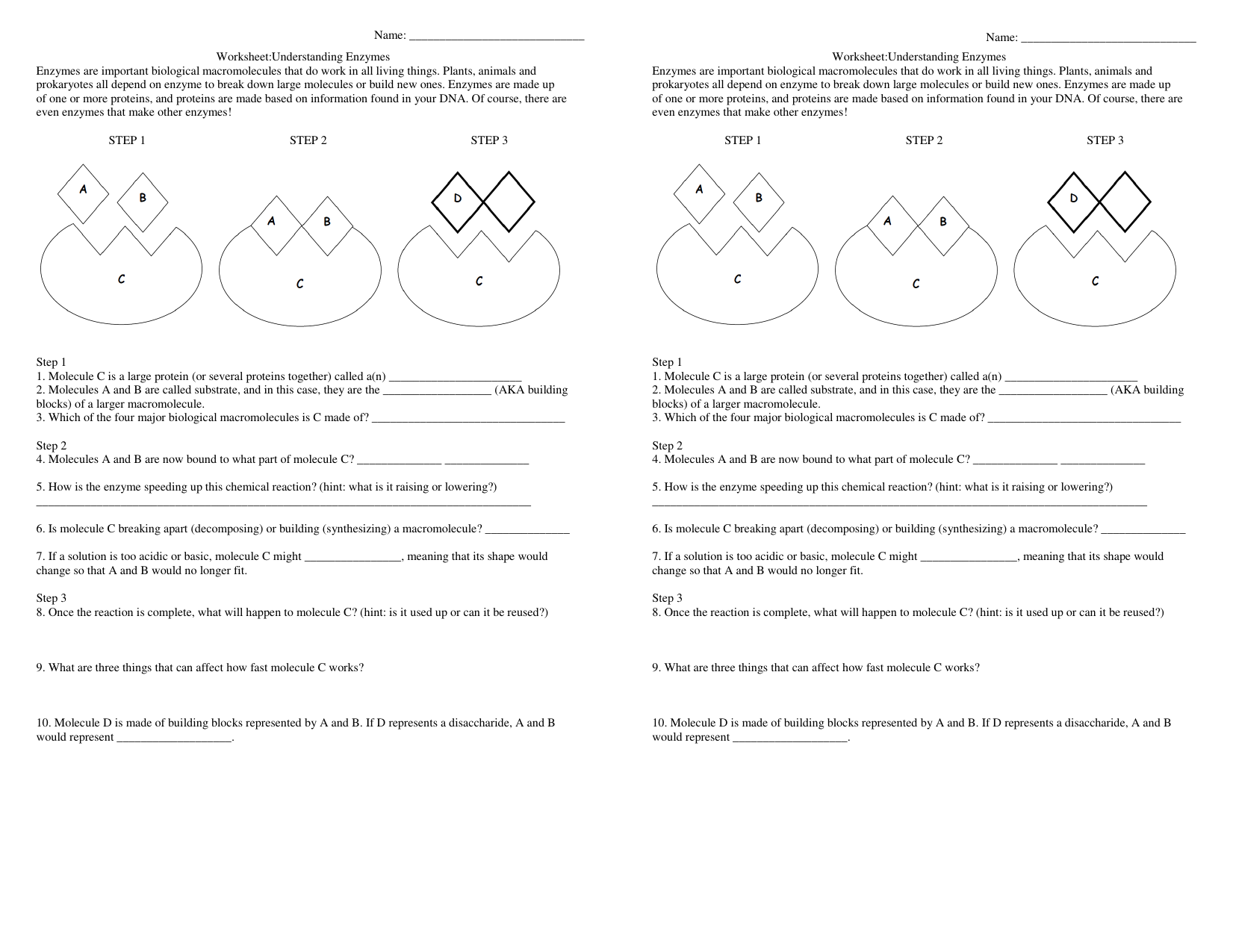 Worksheet Understanding Enzymes Enzymes Are Important