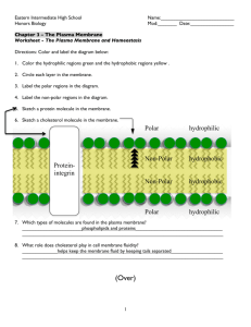 Worksheet - Diagram of the Plasma Membrane ANSWER KEY