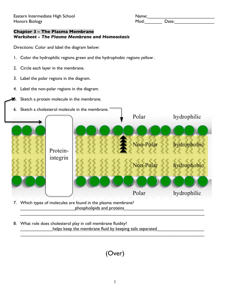 Worksheet Diagram Of The Plasma Membrane ANSWER KEY