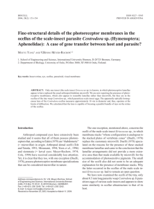 Fine-structural details of the photoreceptor membranes in the