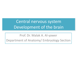 Central nervous system Development of the brain