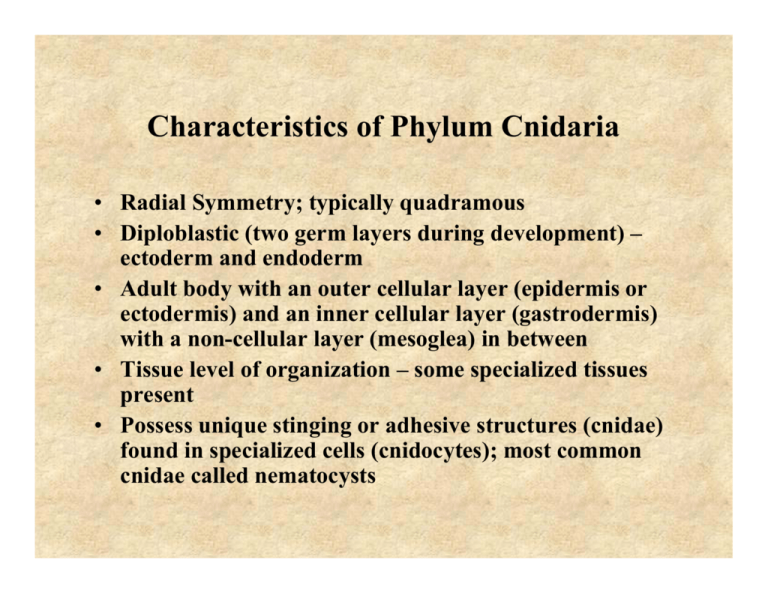 cnidarians characteristics