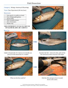 Fish Dissection - Community Science Workshop Network