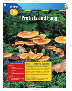 Chapter 8: Protists and Fungi